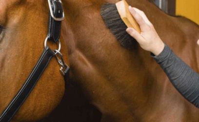 Lóápoló és gondozó