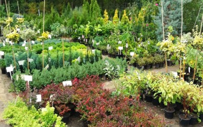 Kertészeti árudai eladó